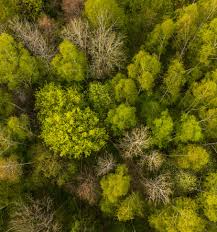 Overview photo of a forest canopy.