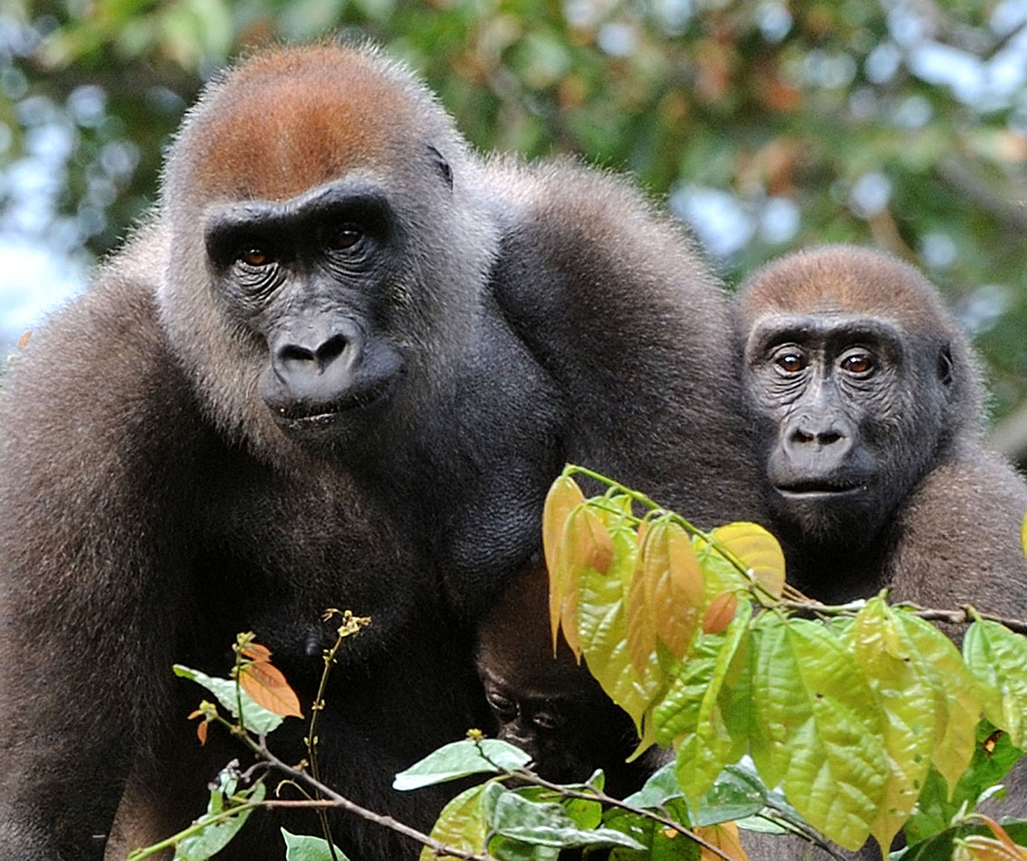 Gorilla Gabon