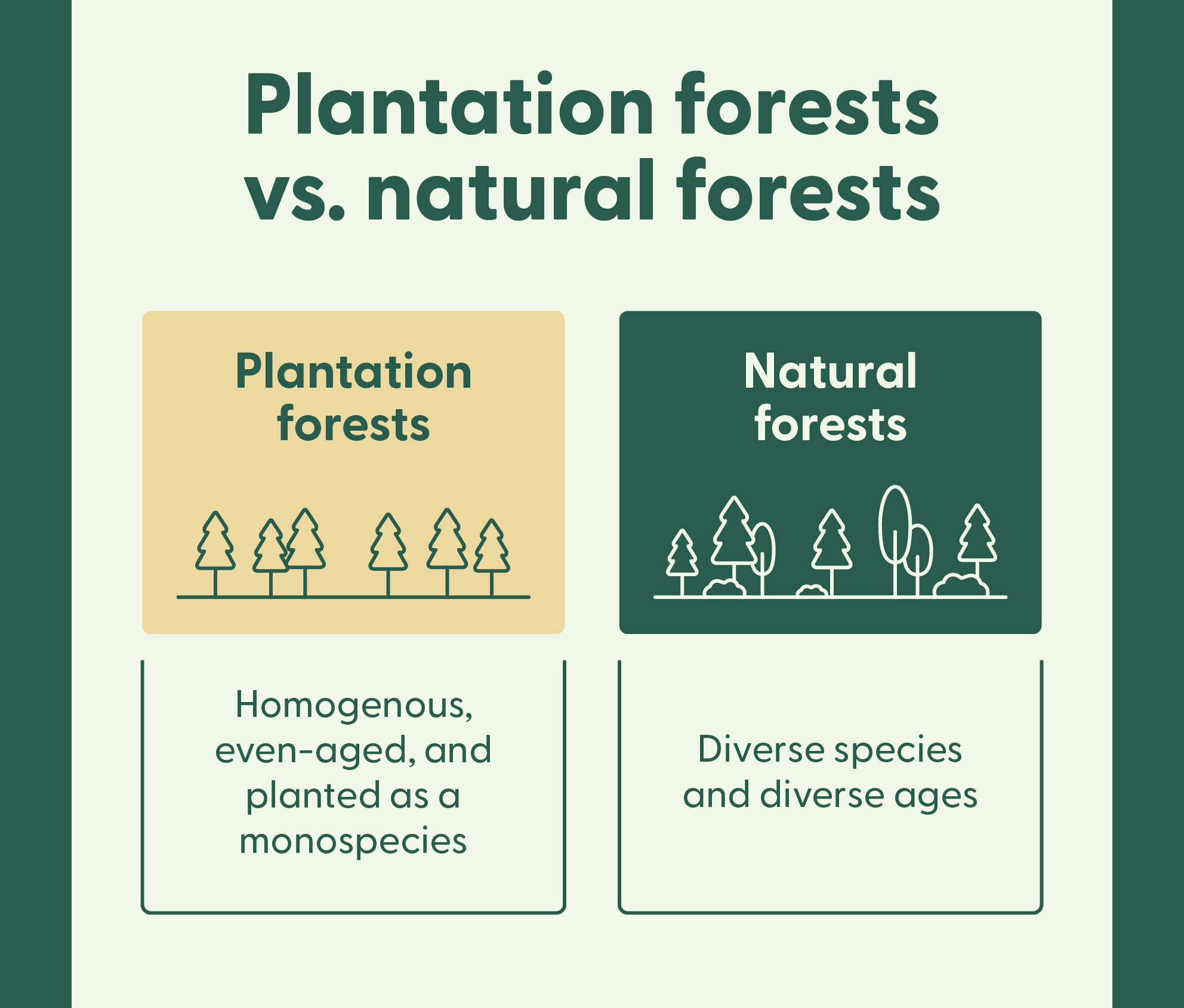 Graphic explaining the difference between plantation forests and natural forests.