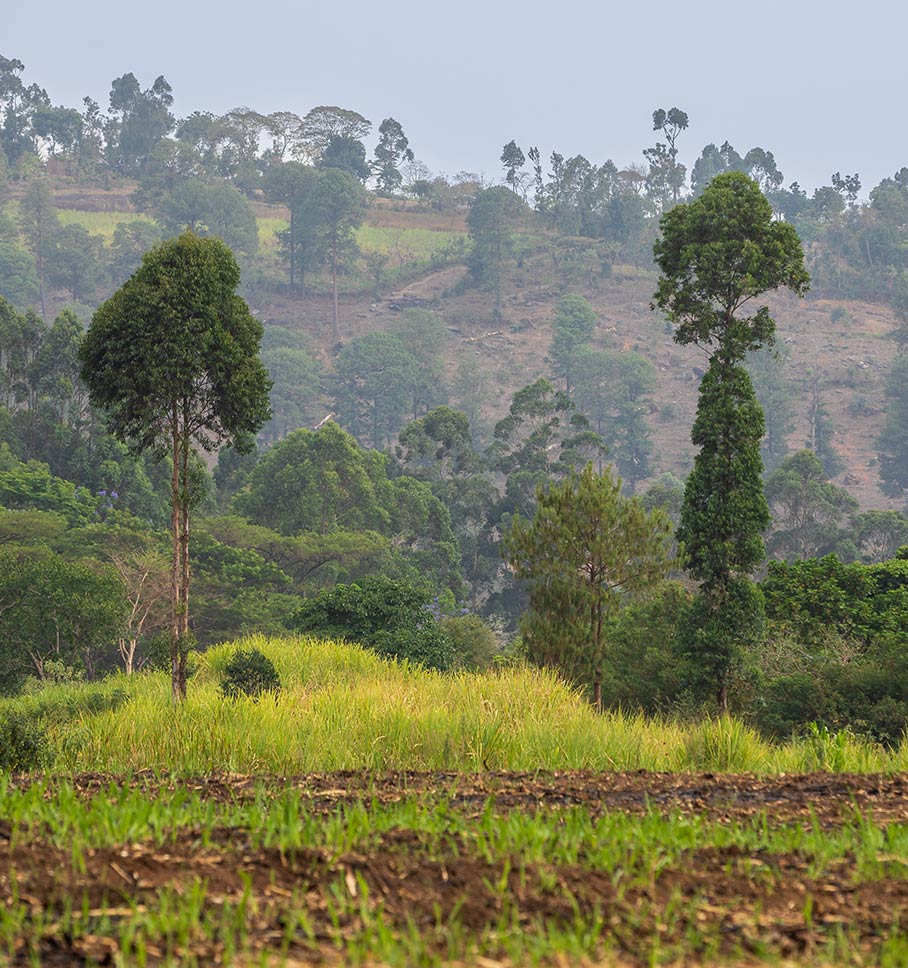 Photo of a hill with sparse trees and bare soil from deforestation.