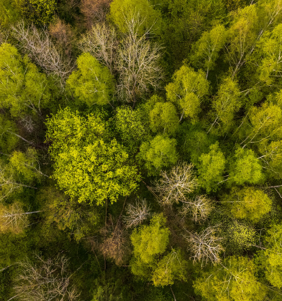 An arial view of forest trees