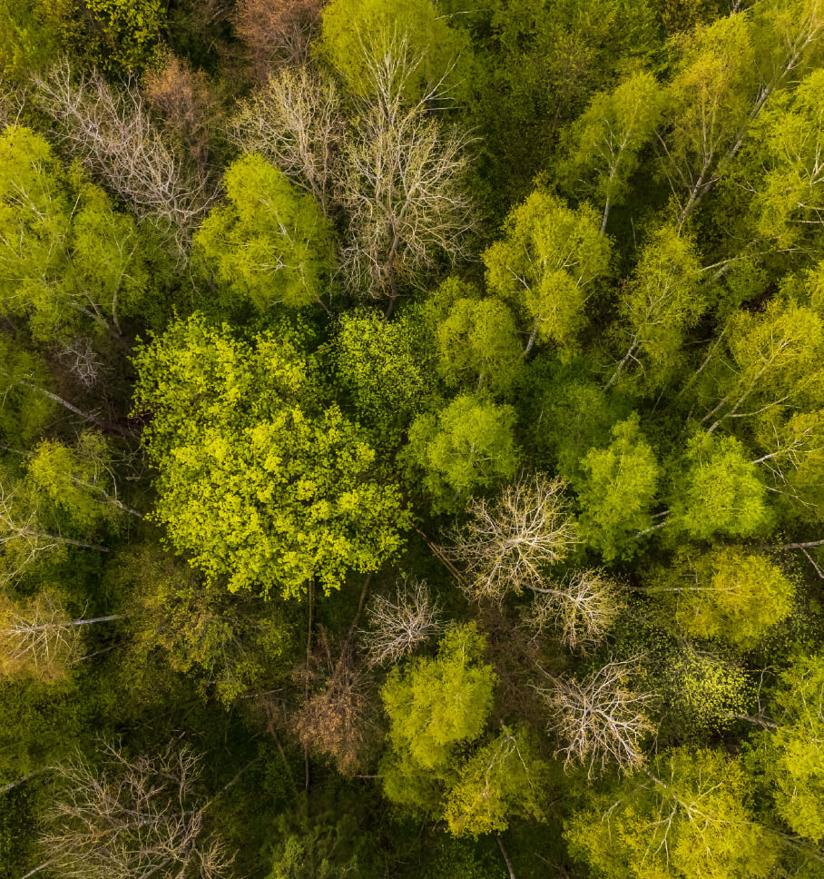 A bird's eye view of a dense forest landscape 