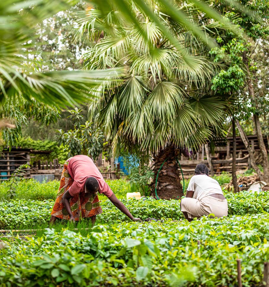 Two women harvest from green leafy plant beds. 