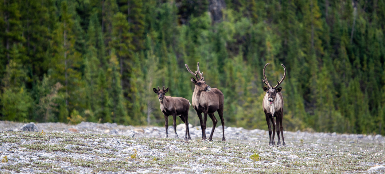 three brown caribou standing on open rock area in front of green forest