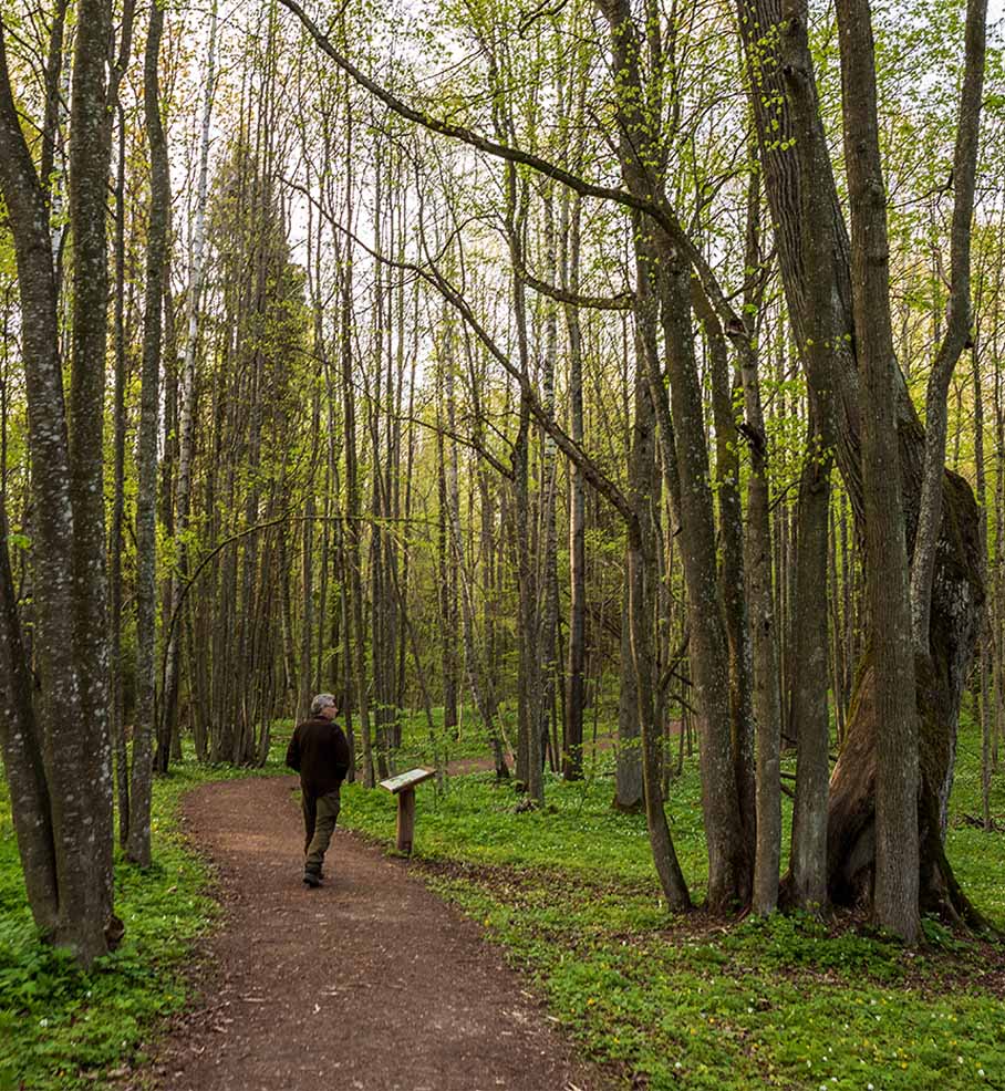 A man walks along a forest path  through a forested area.