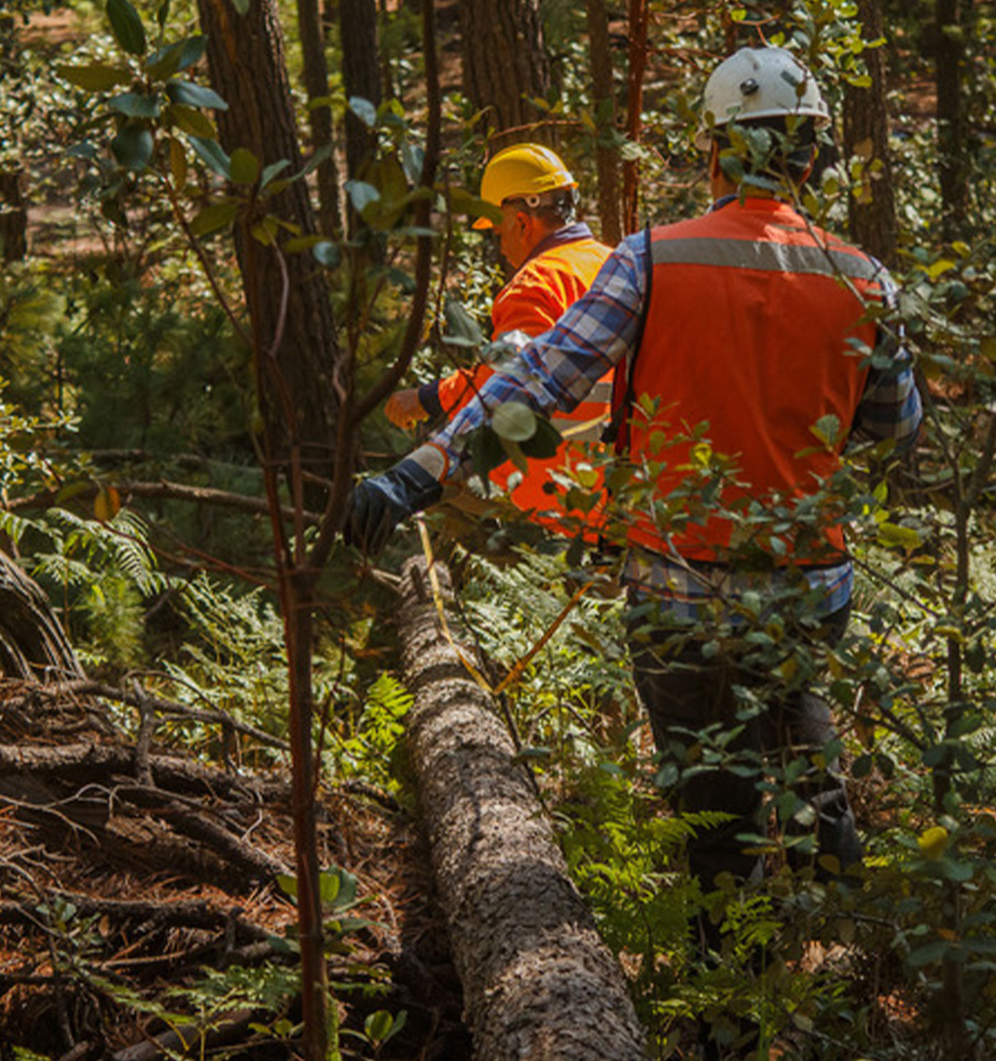 Two men wearing protective equipment walk beside a fallen log in a forest.