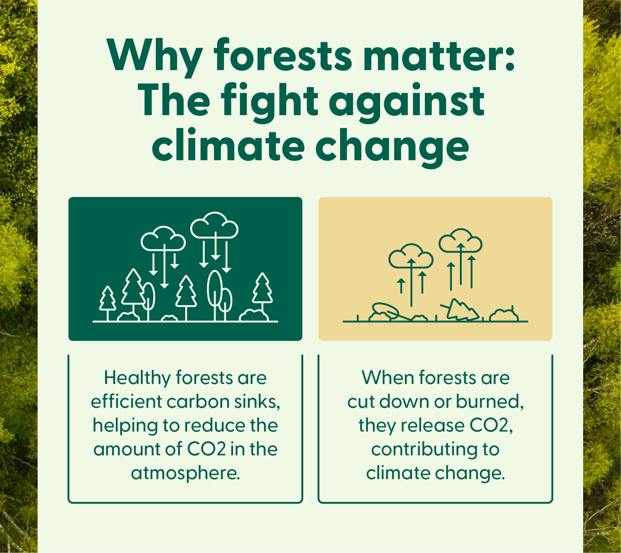 A graphic outlining how healthy forests can help fight climate change.