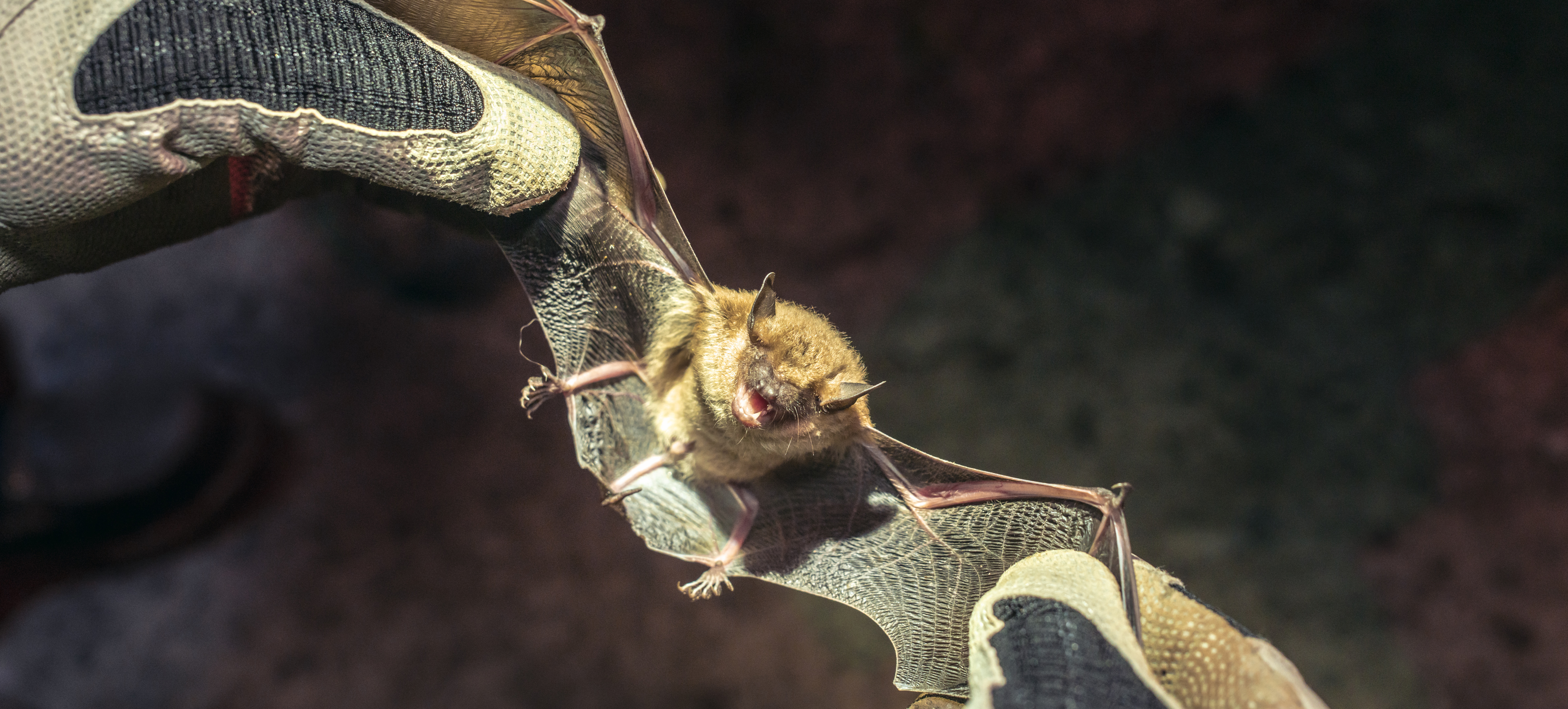 close up of bat with wings spread by gloved hands