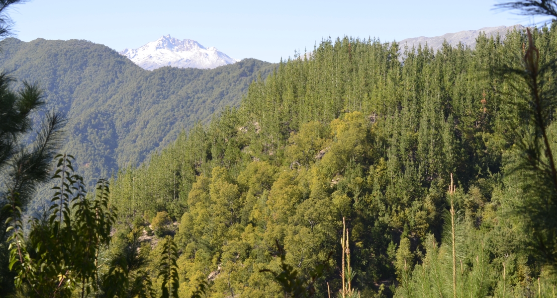 Chilean forests