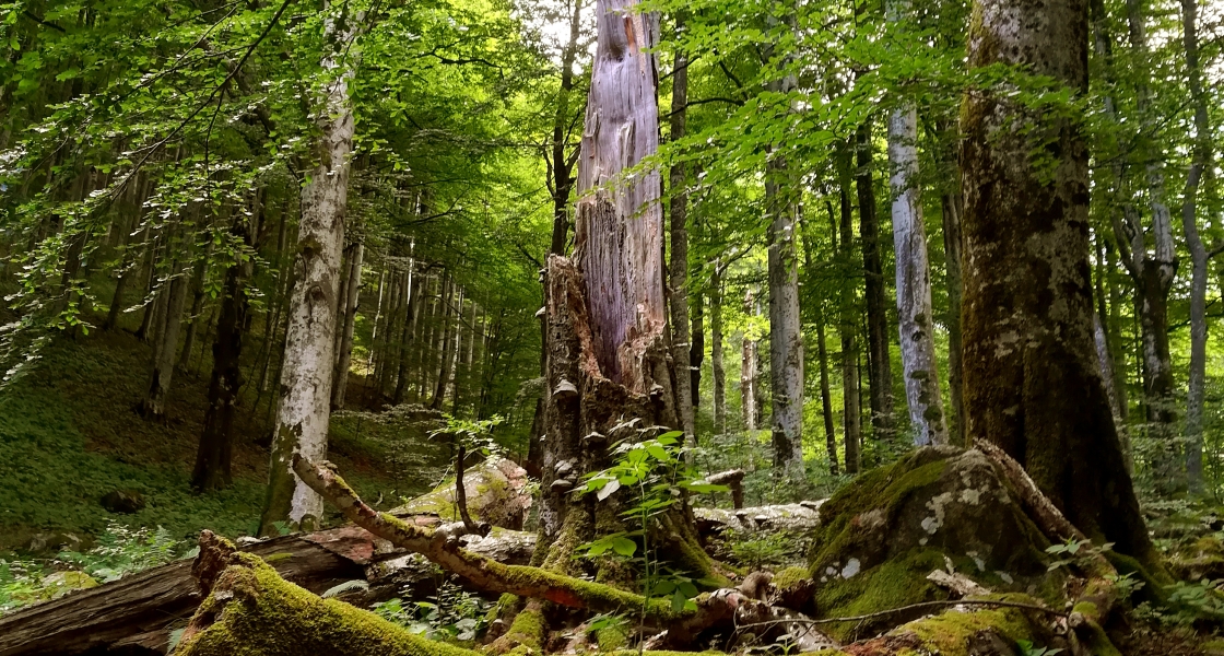 Forest Bulgaria