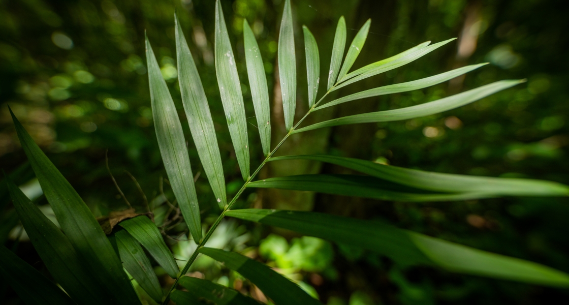 long-leaved plant on forest floor Guatemala