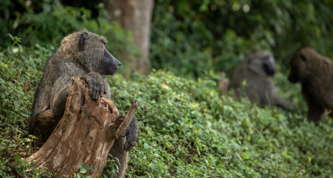 Baboons