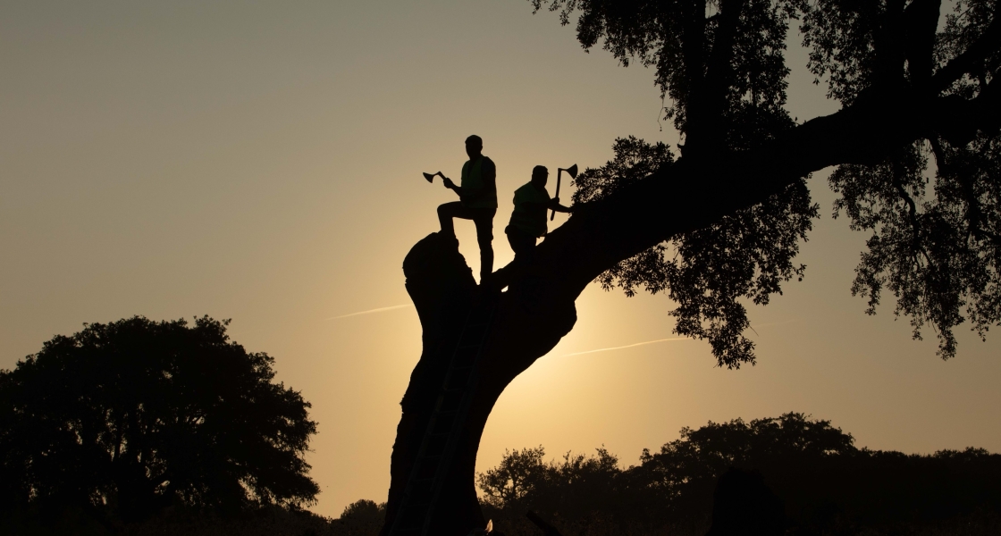 Cork harvesters on a tree