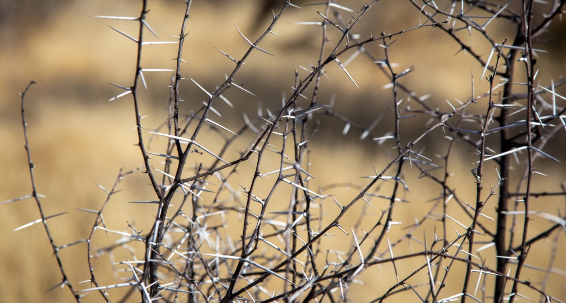 Thorny bush