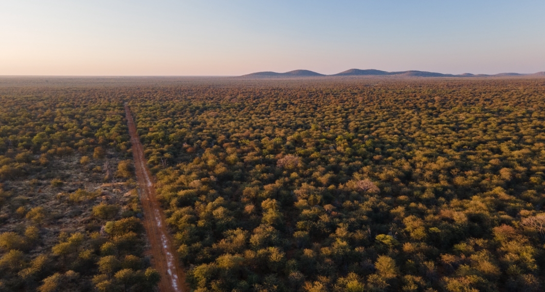 Bush encroached landscape
