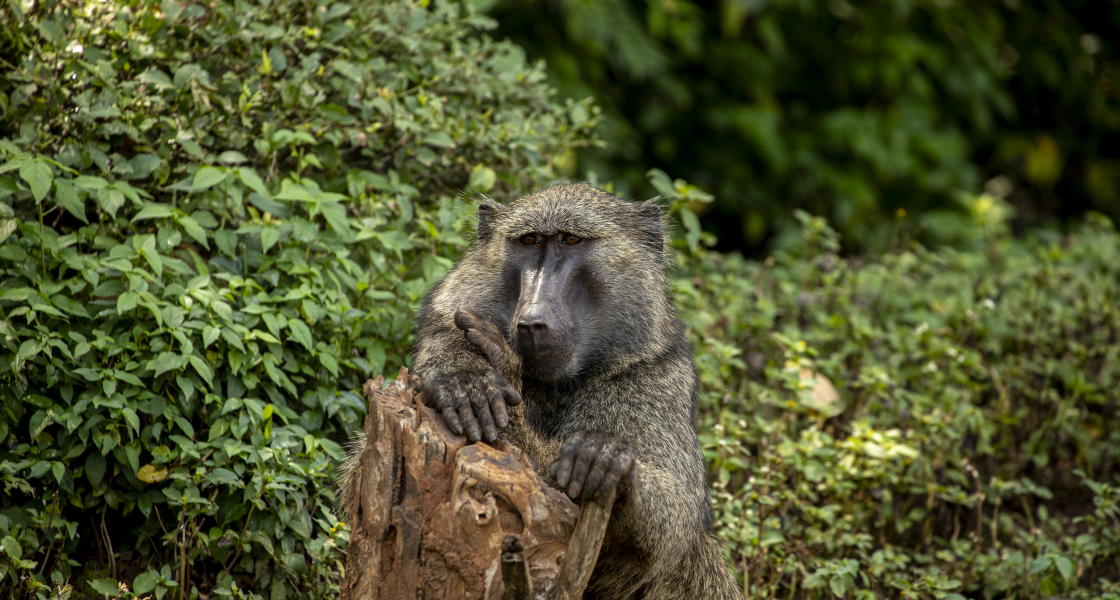 West Bugwe, Uganda_Verified Impact in FSC Certified natural forest UTGA