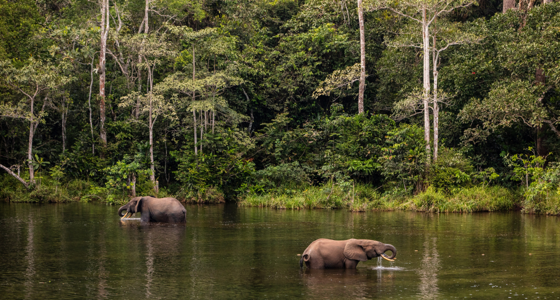 Brazza,Rep of Congo_Forest management in FSC-certified forest unit CIB