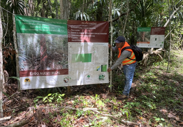 Highlight of an Ecosystem services project in Selva Maya Alliance, FSC-certified forest in Mexico