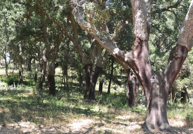 Highlight of ecosystem services project in FSC-certified cork forests in Italy