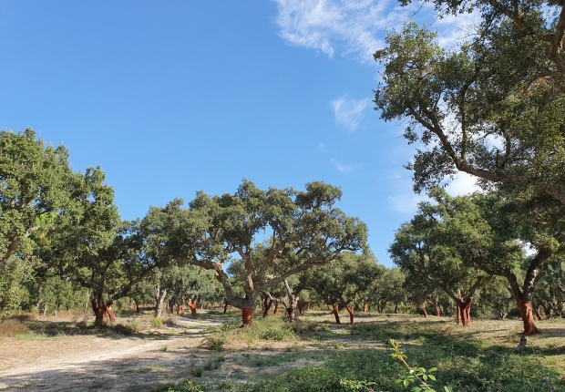 Montados forests with ecosystem services management