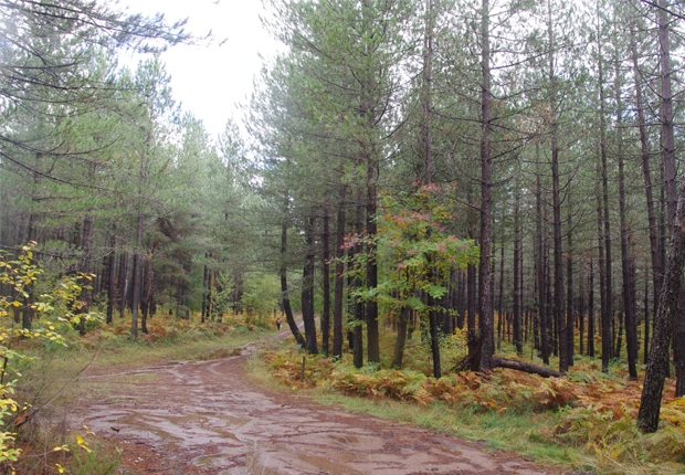 Highlights of ecosystem services project in Suquarel, FSC-certified forest in France