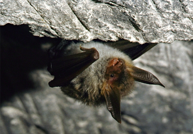 A bat in Vosges du Nord, ecosystem services project in France