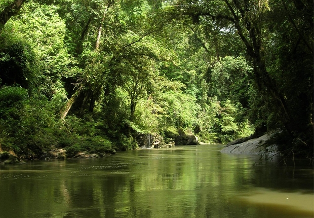 Water in FSC-certified forest in Indonesia