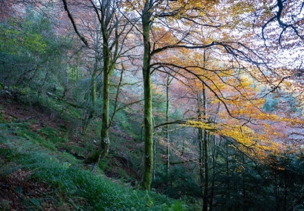 FSC-certified forests in Devesa 1, Spain