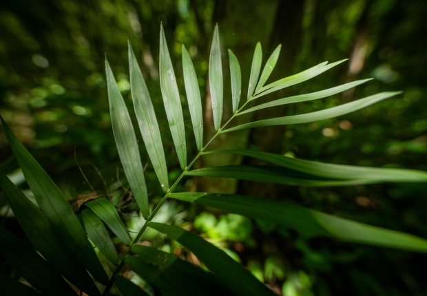 long-leaved plant on forest floor Guatemala