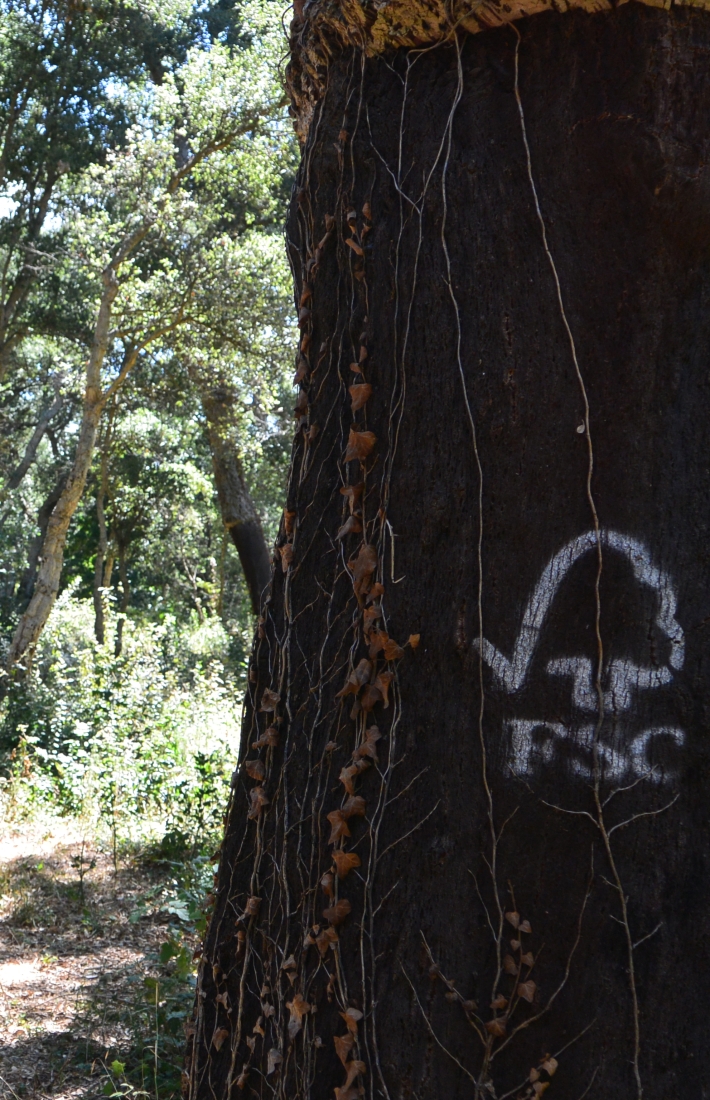 Ecosystem services project from an FSC-certified forest in Italy