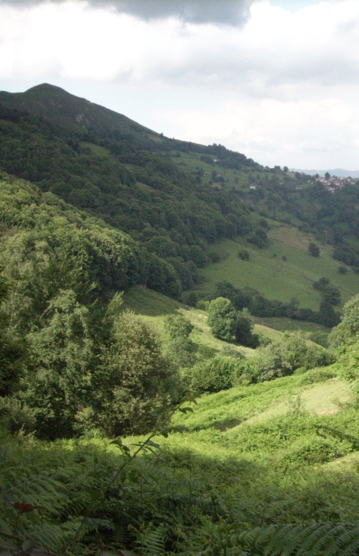 Ecosystem services from a FSC-certified forest in Biesca, Spain