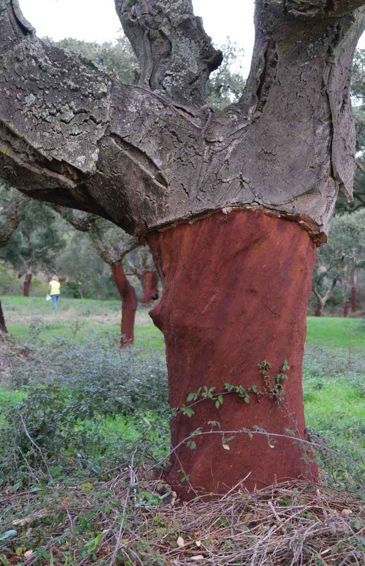 Cork oaks in the Montados, FSC-certified forest in Portugal
