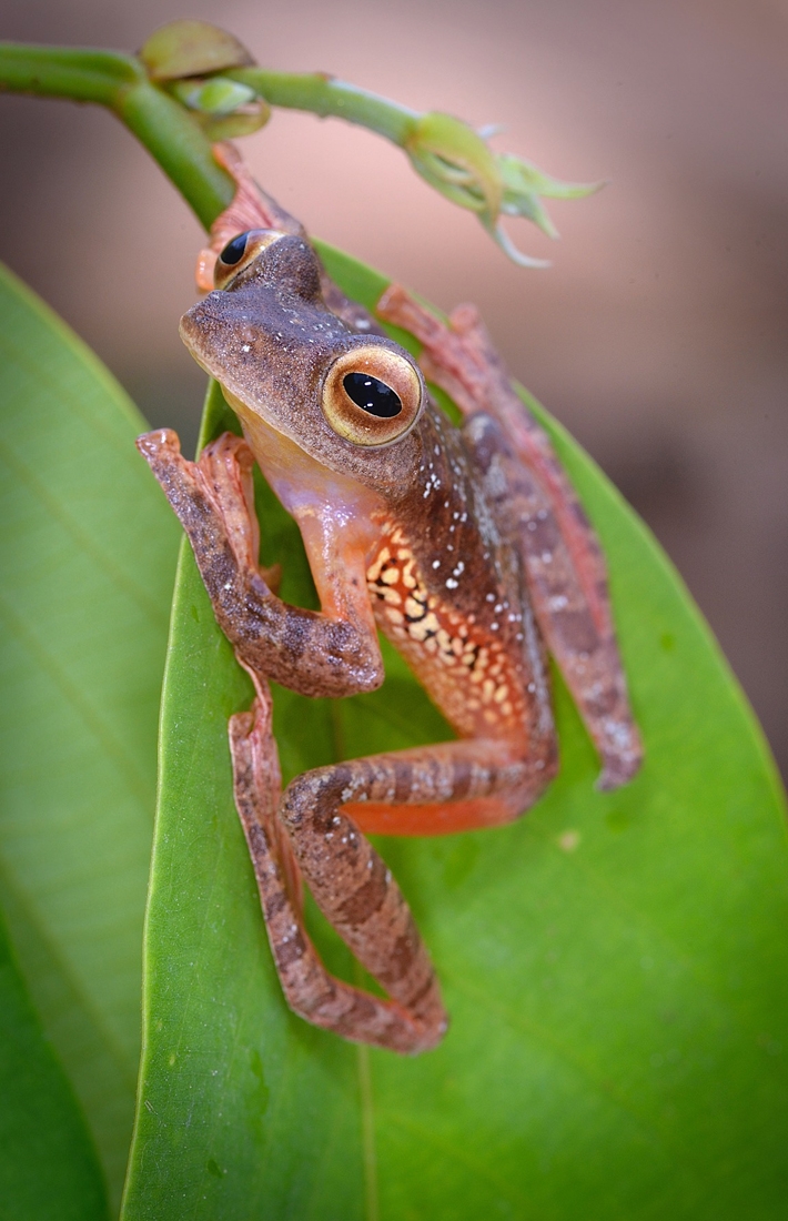 A frog in FSC-certified forests in Indonesia 