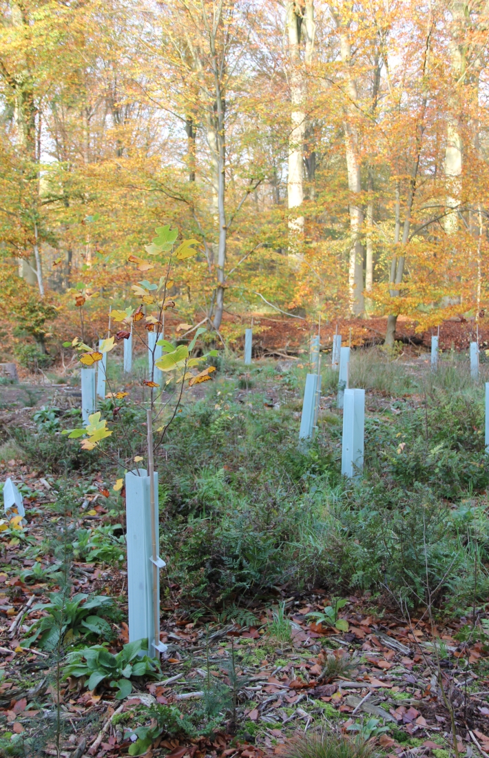 Climate resilient FSC-certified forests in the Netherlands
