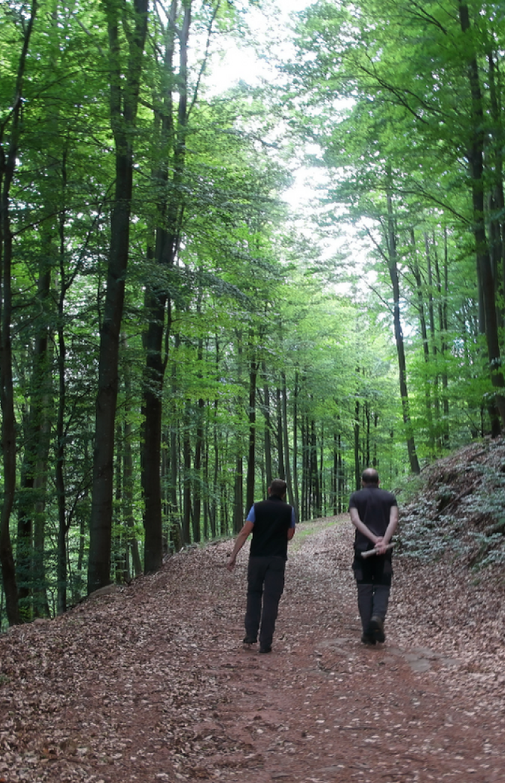 Ecosystem services project in Vosges du Nord, FSC-certified forest in France