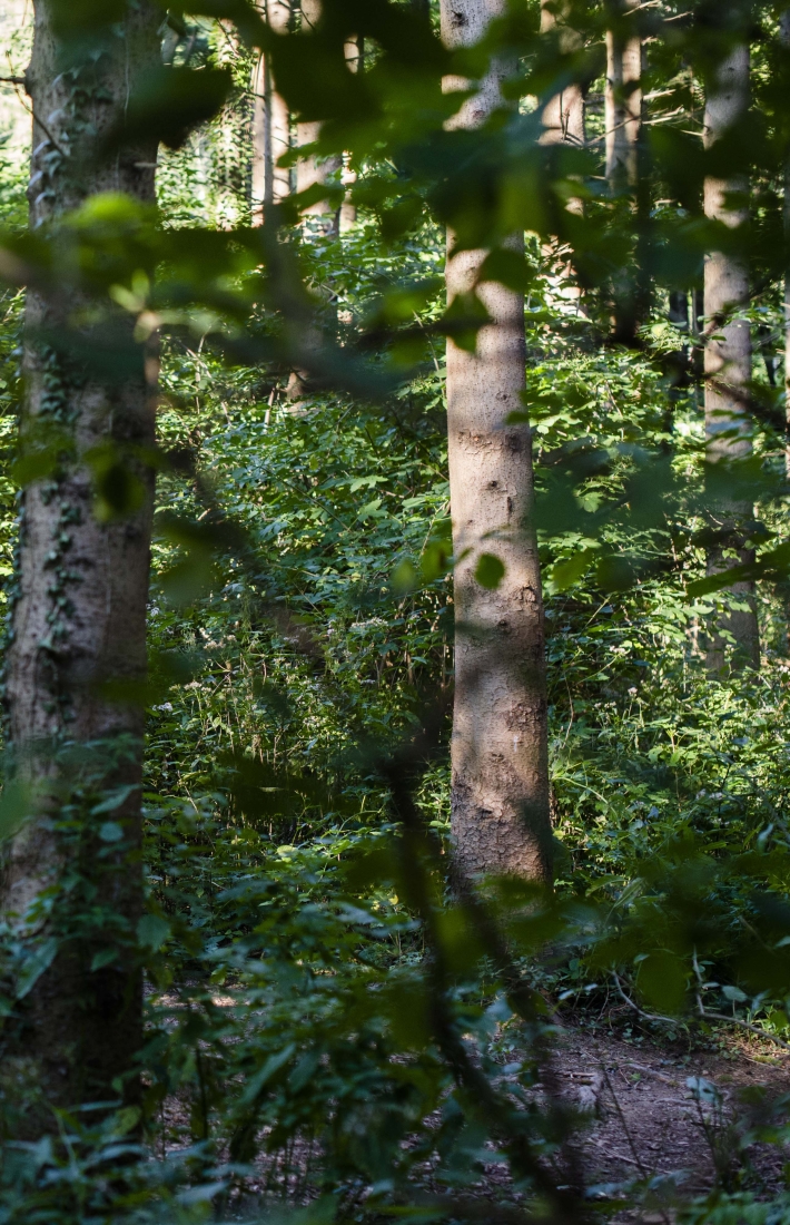 Ecosystem services project from an FSC-certified forest in Lombardy, Italy