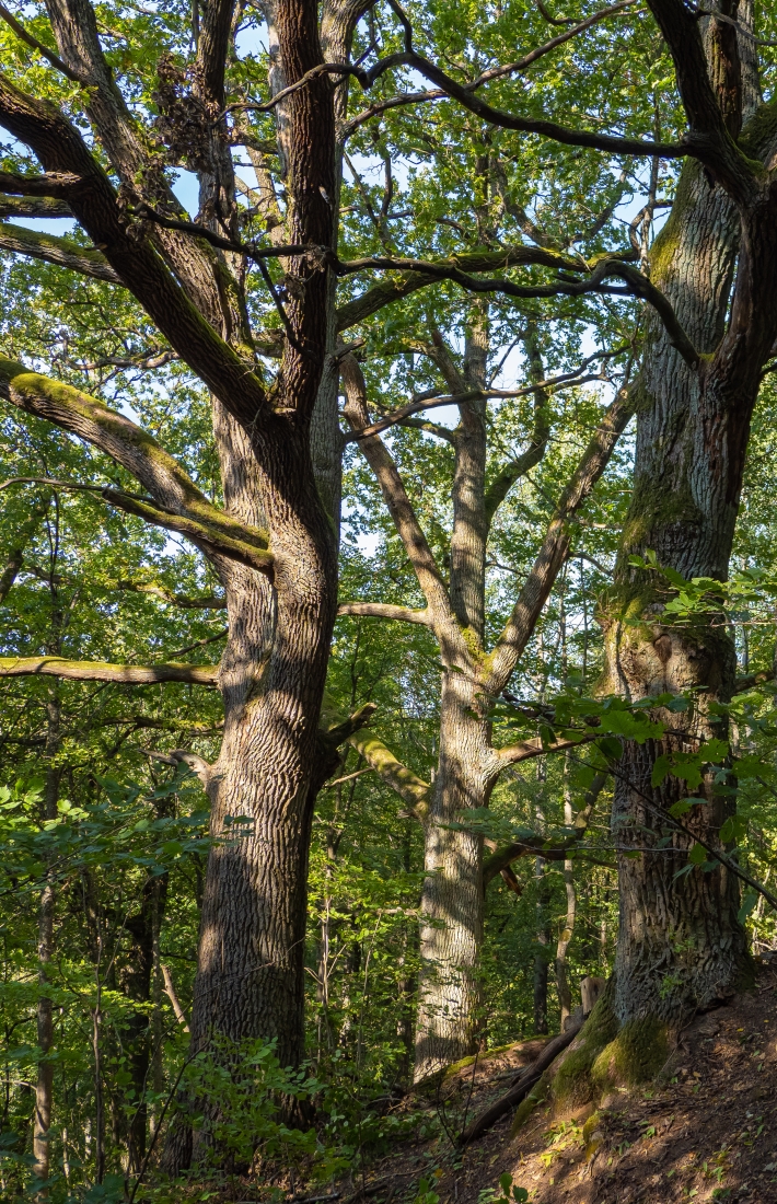 dense tree trunks in spring 