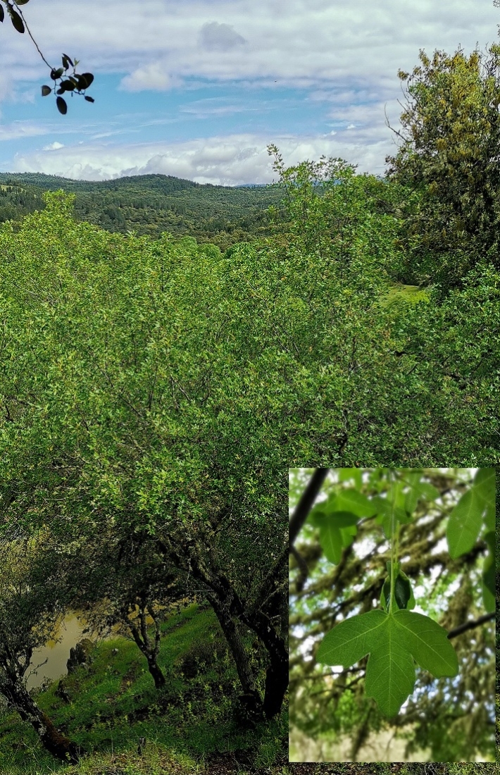 Ecosystem services from a FSC-certified forest in Canadillas, Spain