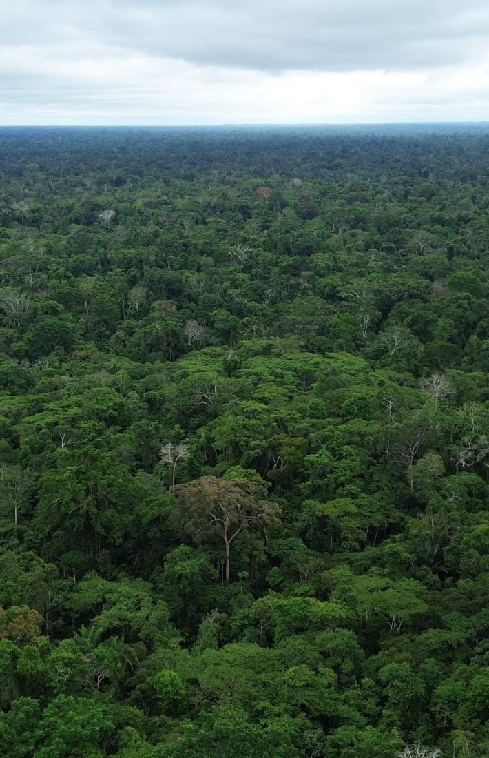 Brazilian Rainforests