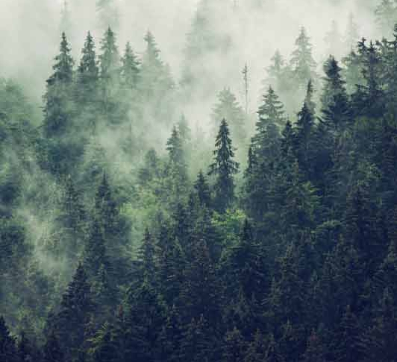 Foggy forest landscape