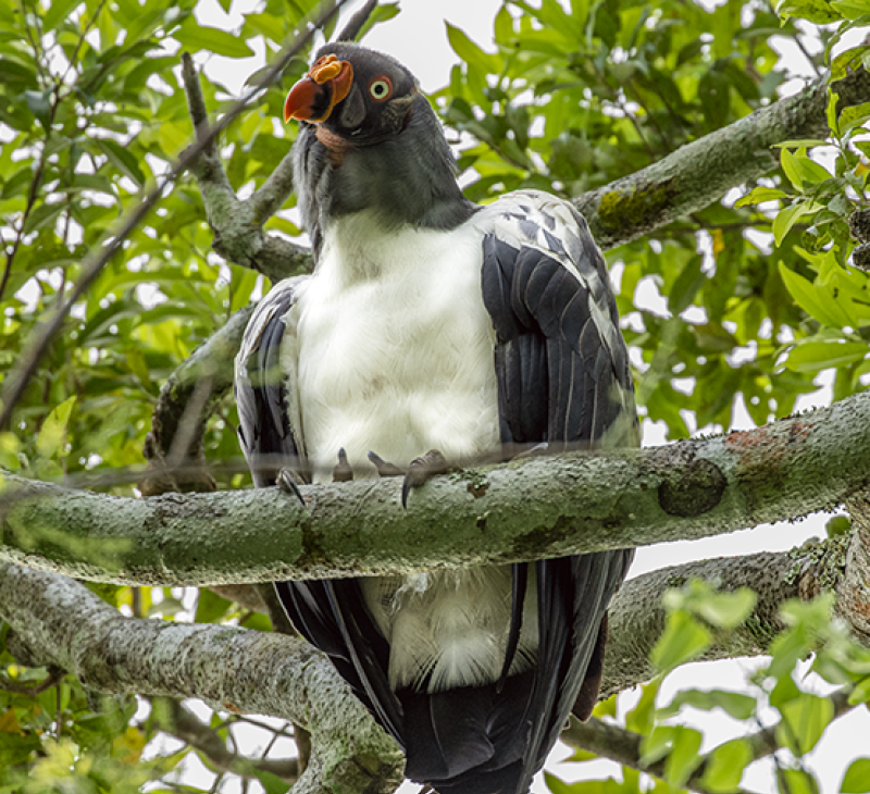 King vulture peering down from tree