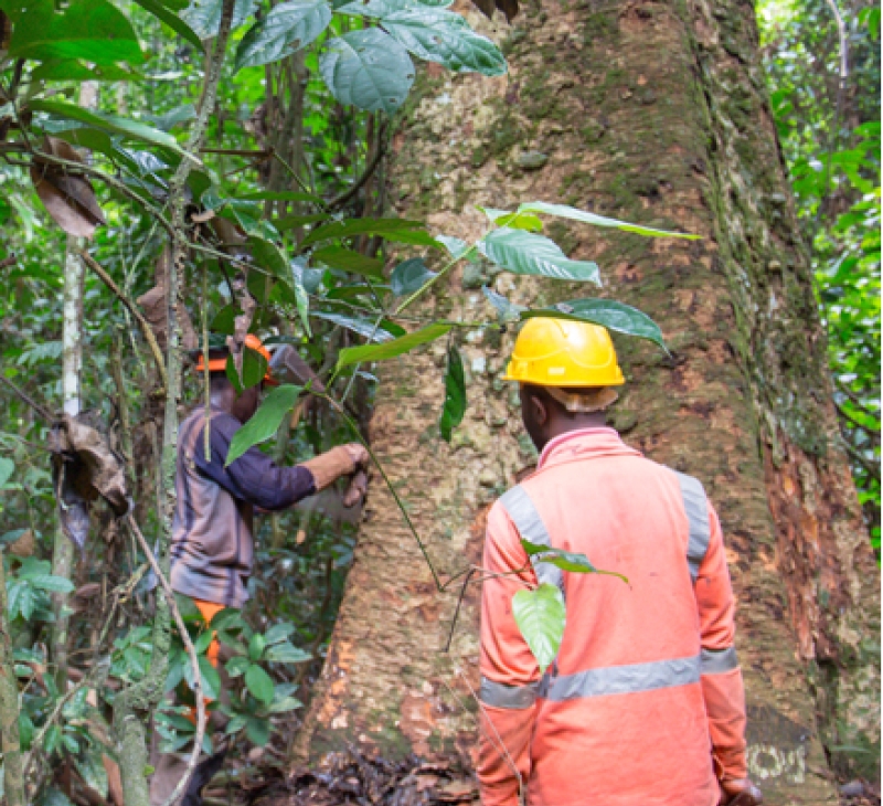 Two forest workers measure a large tree trunk
