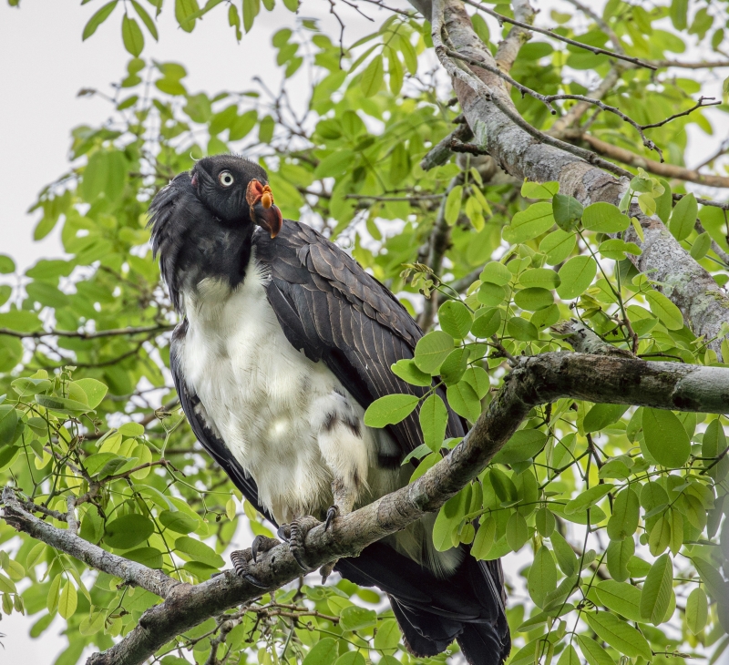 King Vulture perched on branch surrounded by green leafy tree