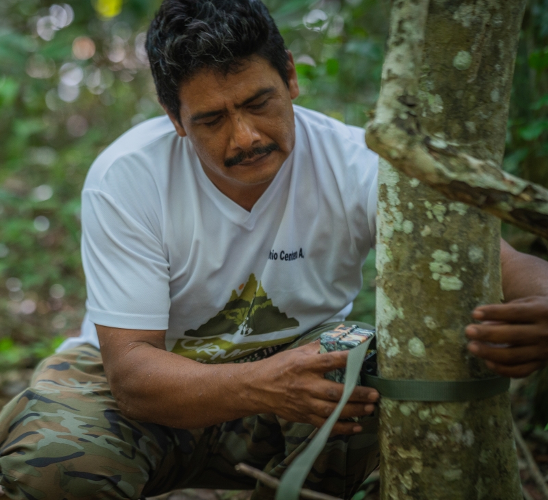 Man attaching monitor to tree