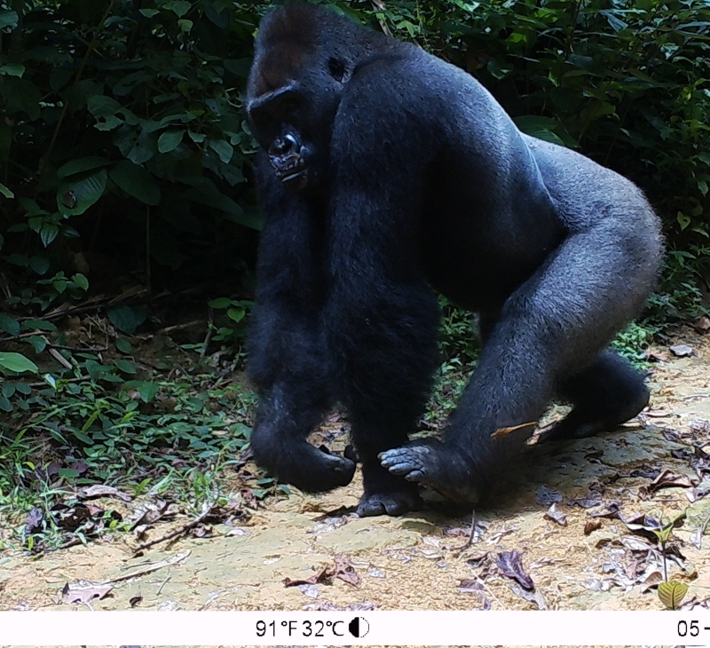 camera trap image of gorilla