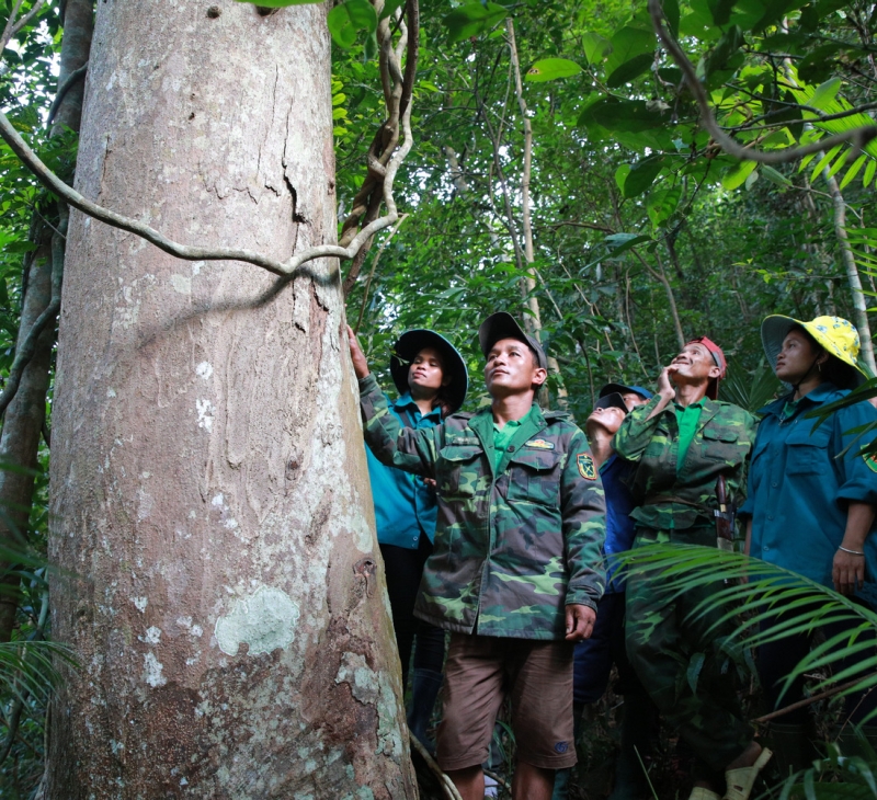 Foresters touch a tree trunk