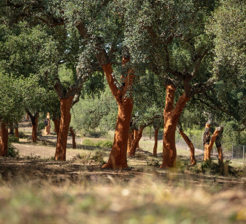 Cork oak trees