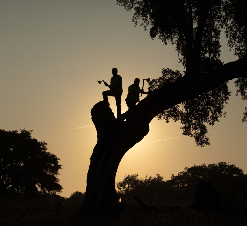 Cork harvesters on a tree