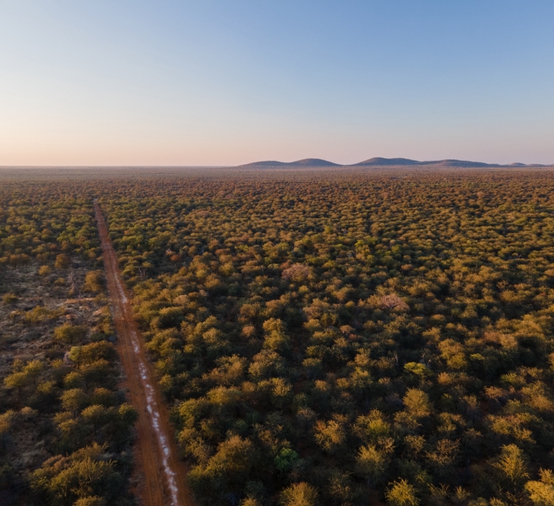 Bush encroached landscape