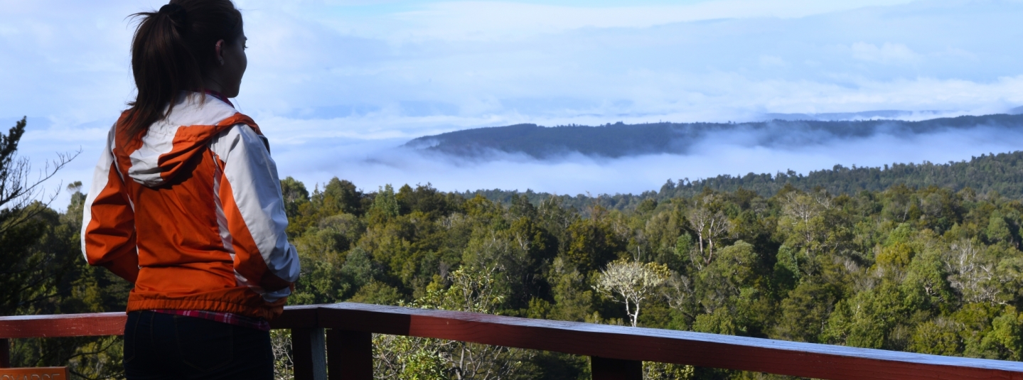 © Arauco Forestal S. A. 